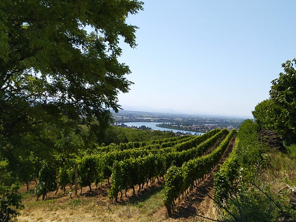 Vineyards